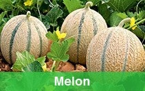 melon